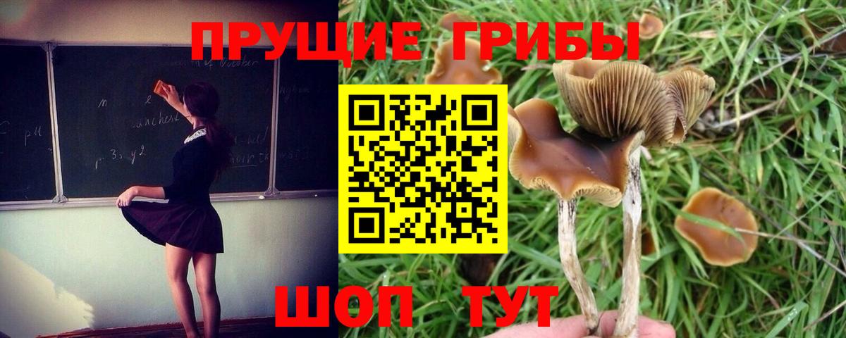 Псилоцибиновые грибы Cubensis Городец